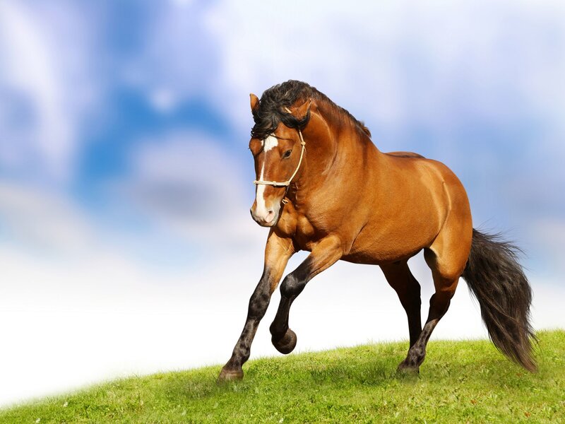 Brown Horse Running — Green, Dynamic