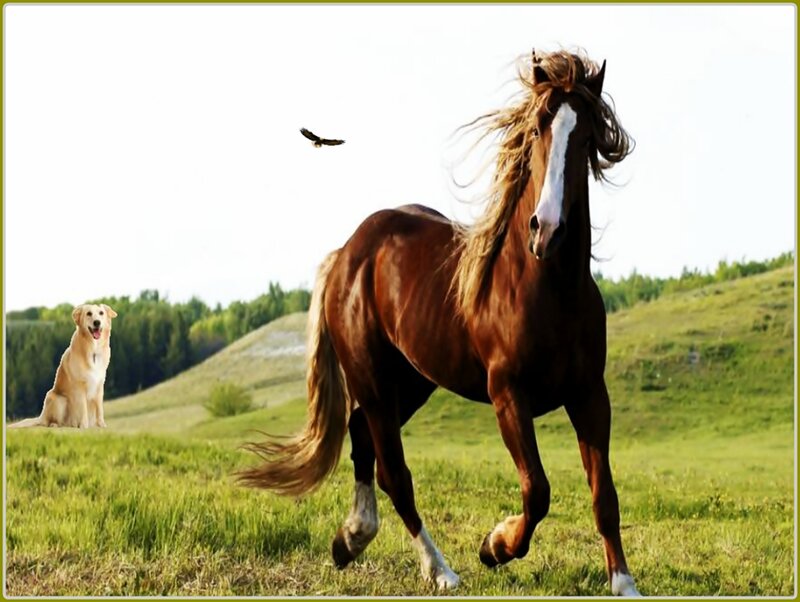 Brown Horse Running — Green, Serene, Afternoon, Photograph