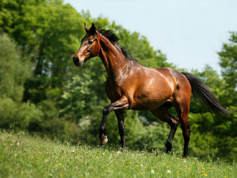 Brown Horse Running — Green, Serene, Afternoon