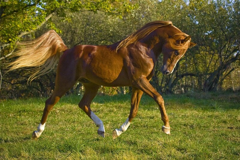 Brown horse running in a field