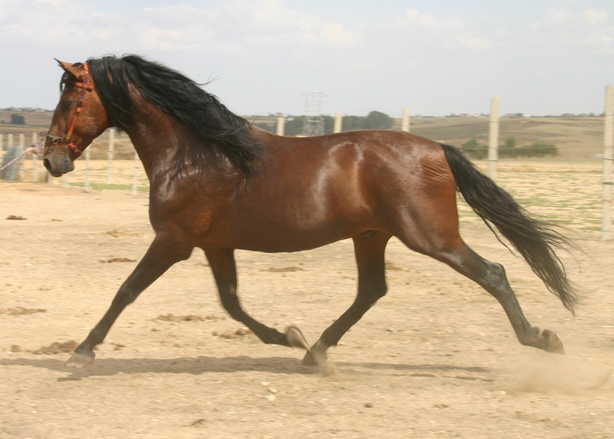 brown horse running in a field