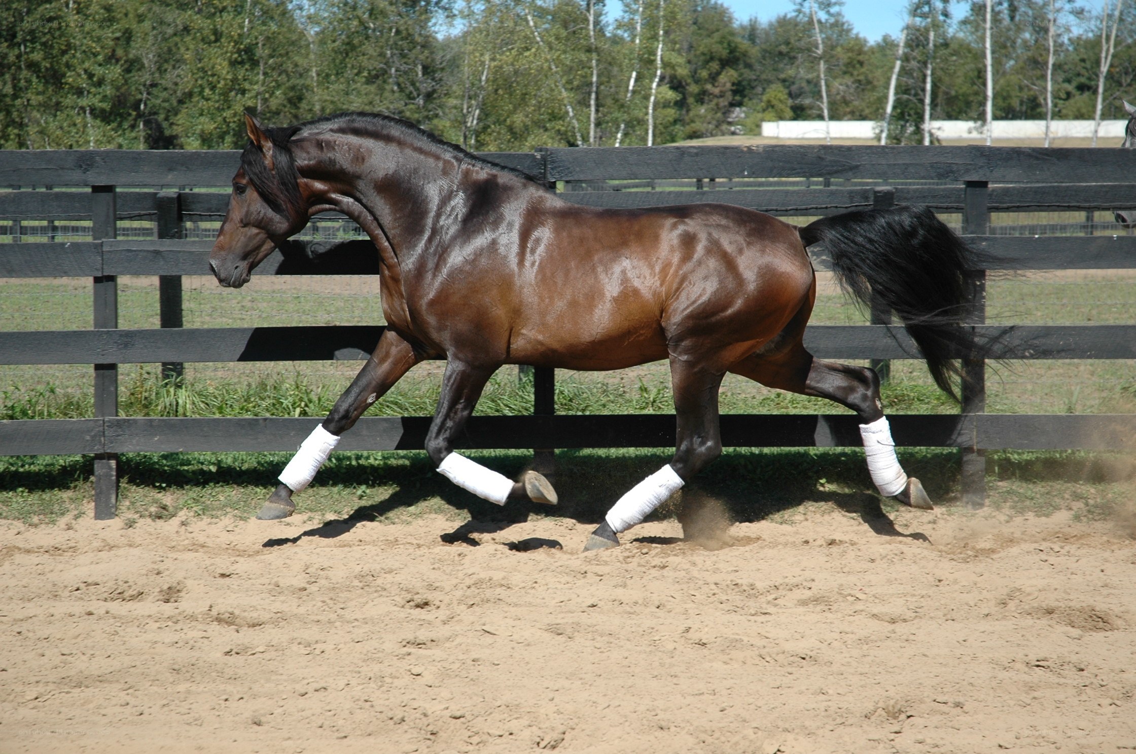 brown horse running in a paddock