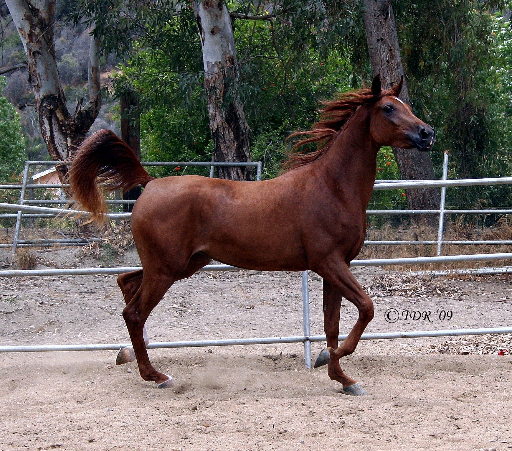 brown horse running in a paddock