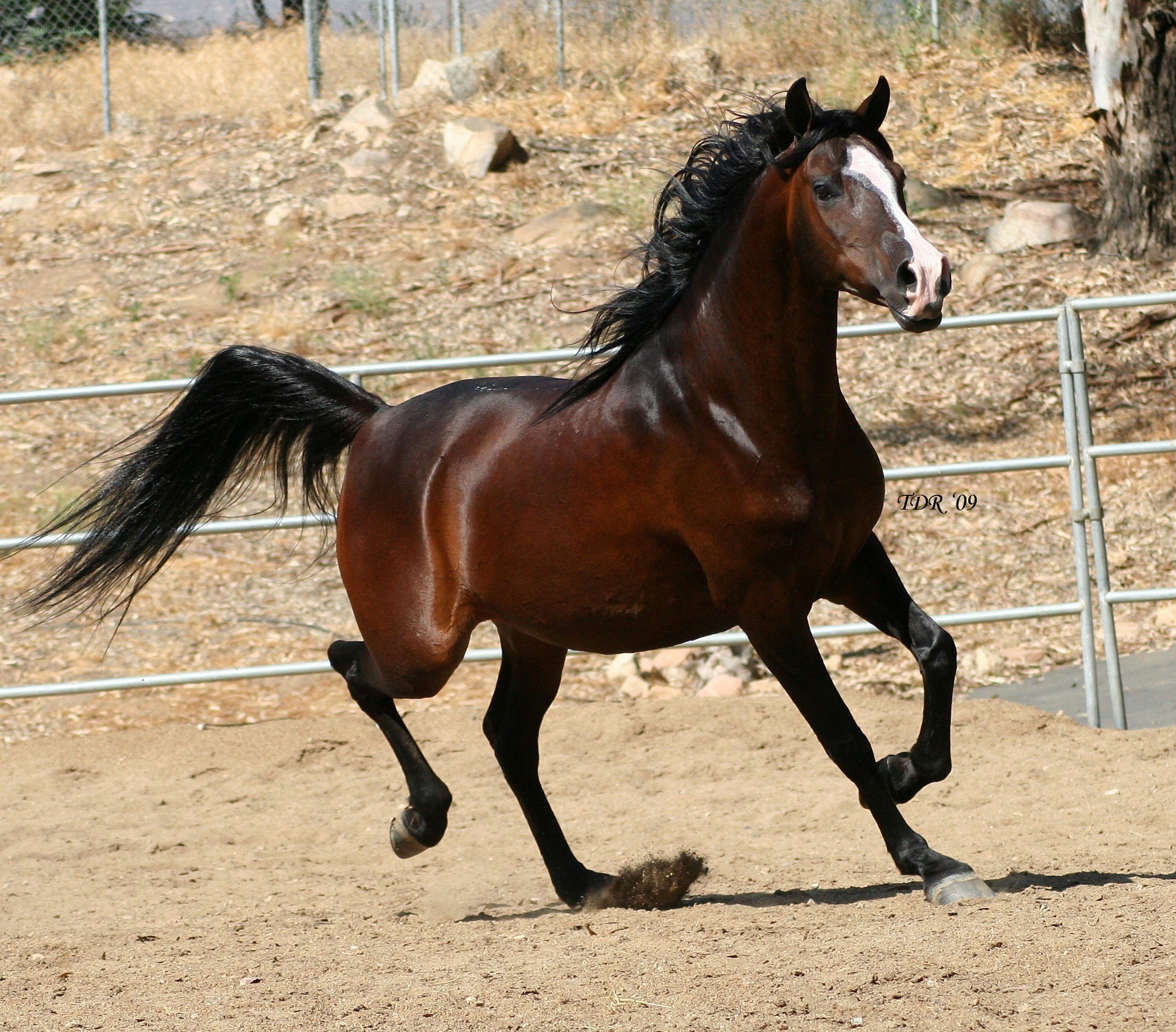 brown horse running in a paddock