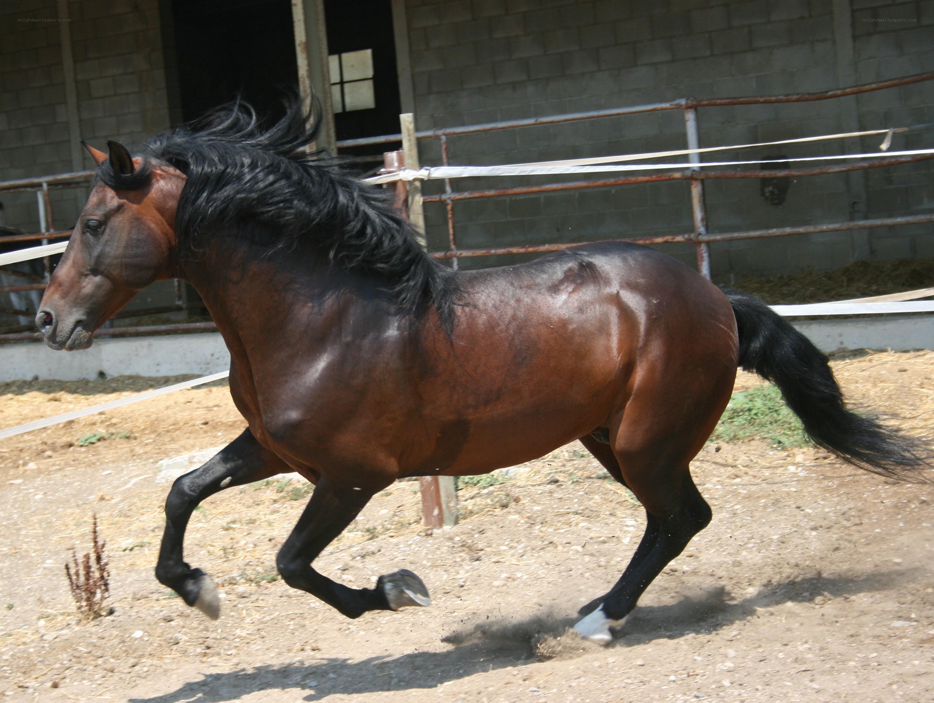 brown horse running in arena