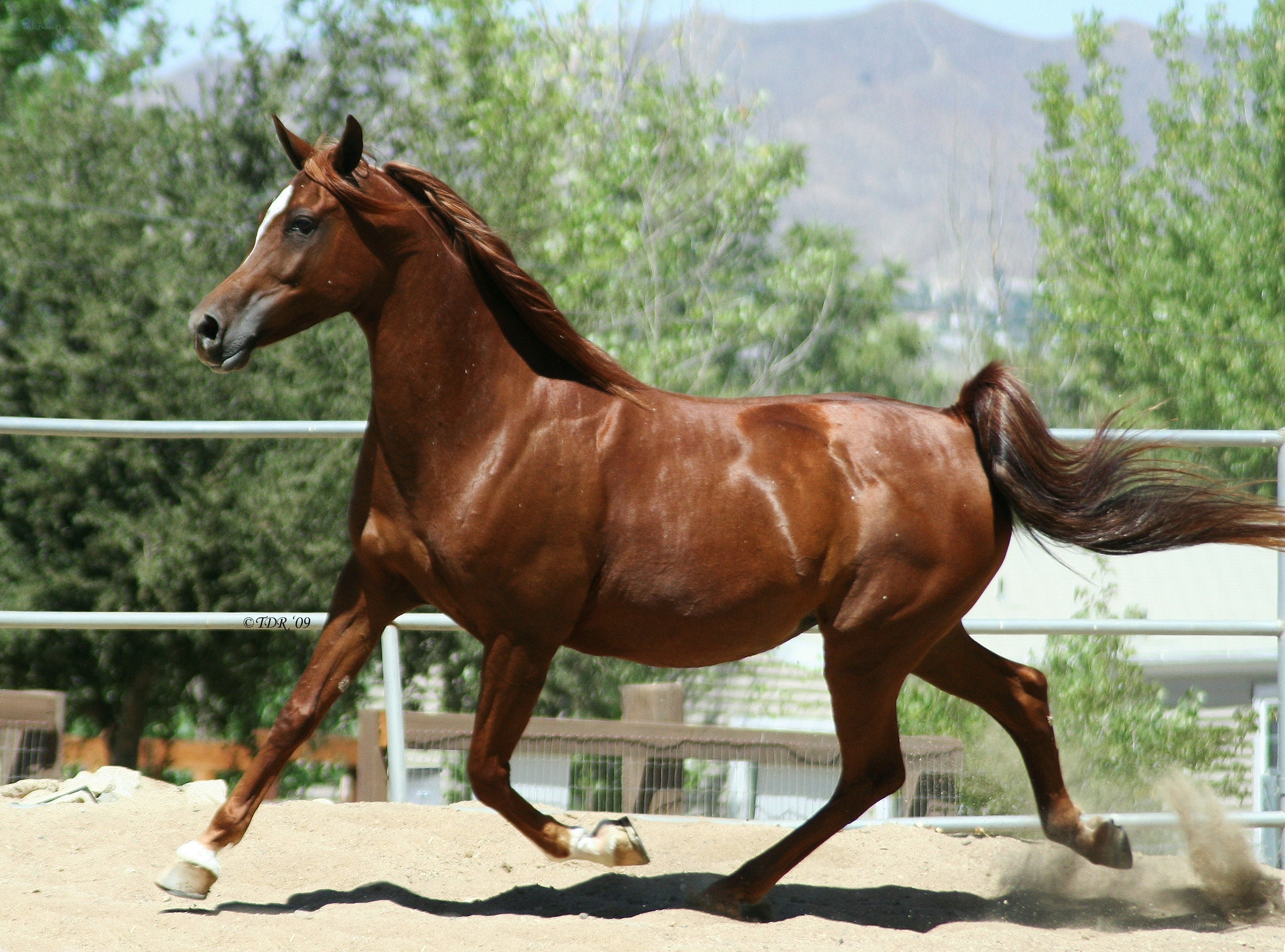brown horse running in arena