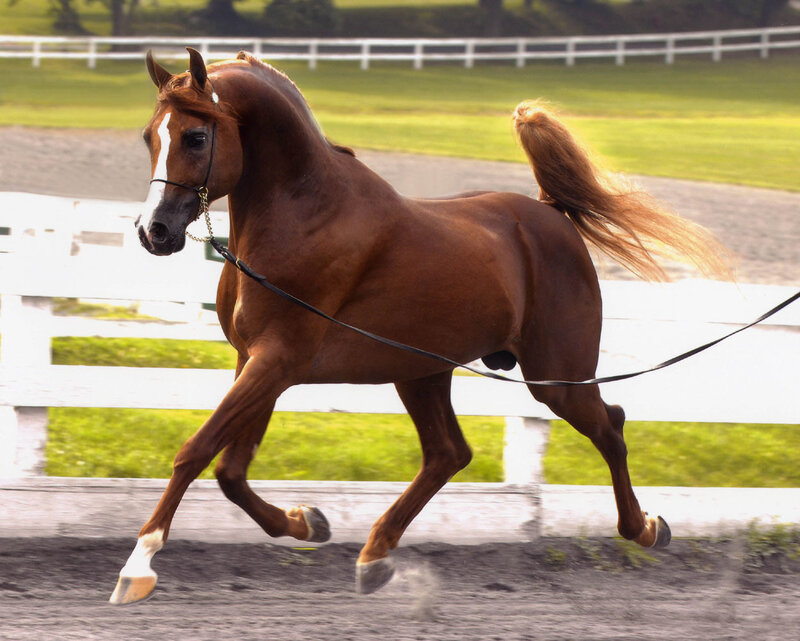 brown horse running in arena