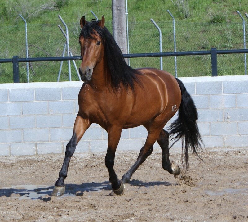 brown horse running in arena