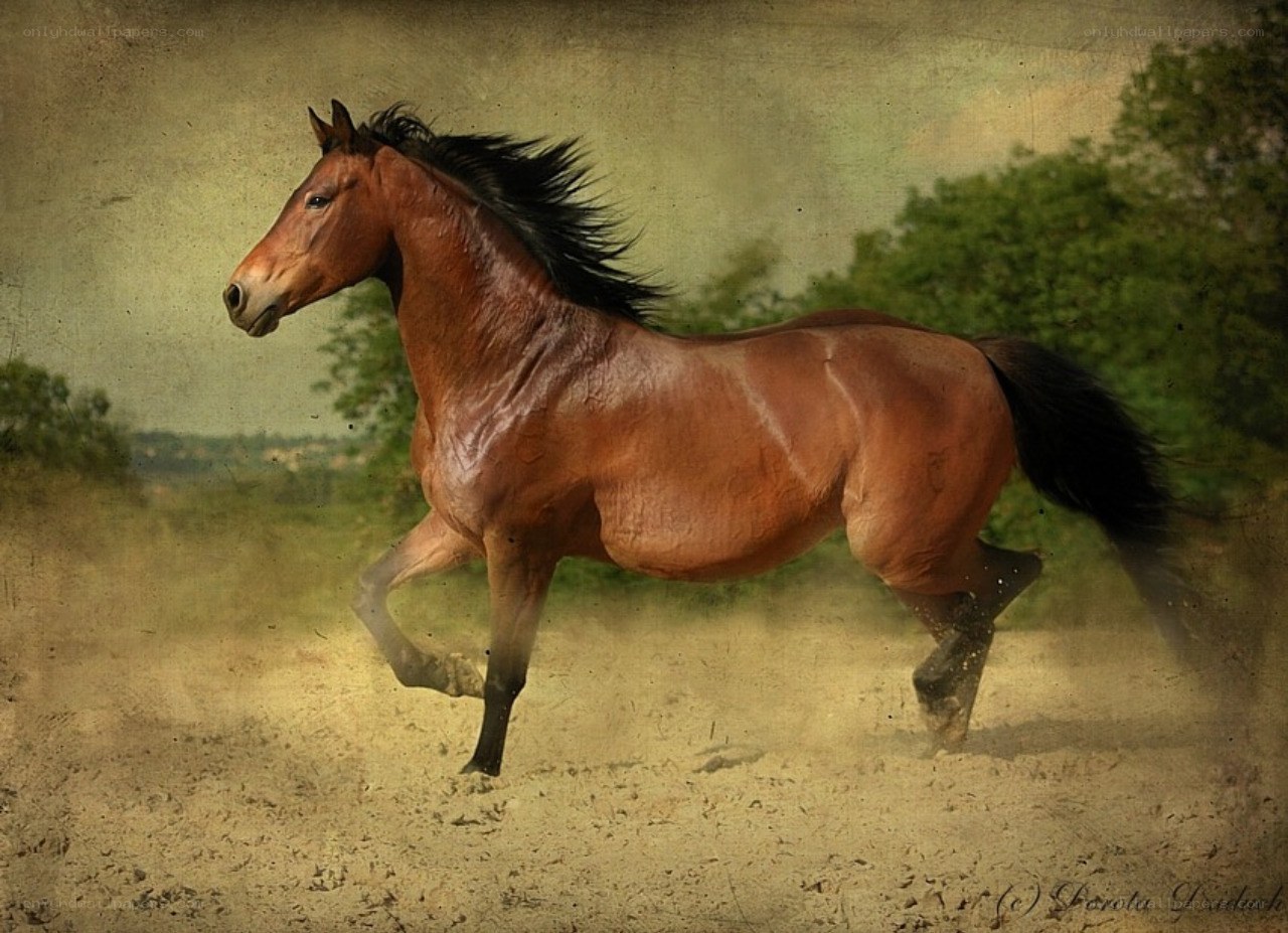 brown horse running in dust
