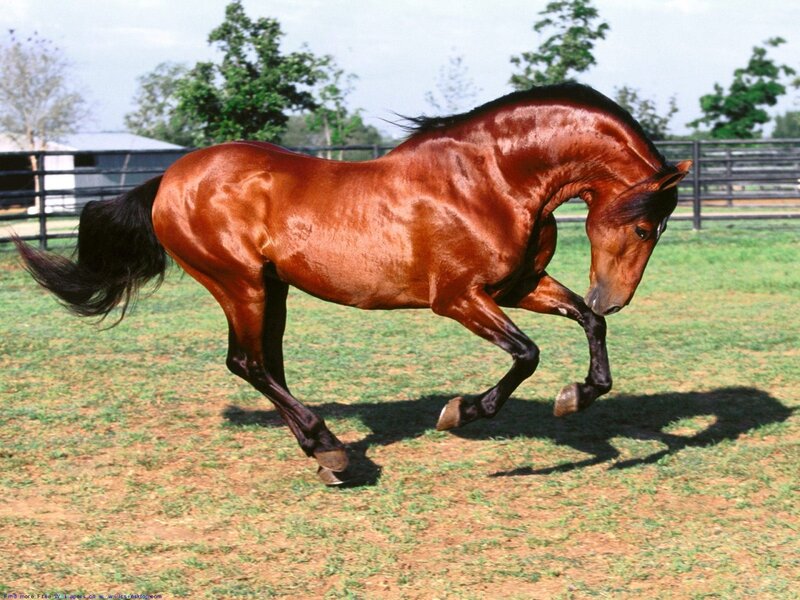 brown horse running in field