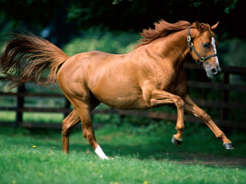 brown horse running in field