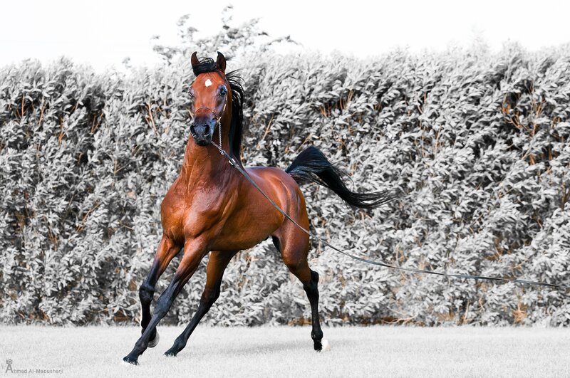 brown horse running in field