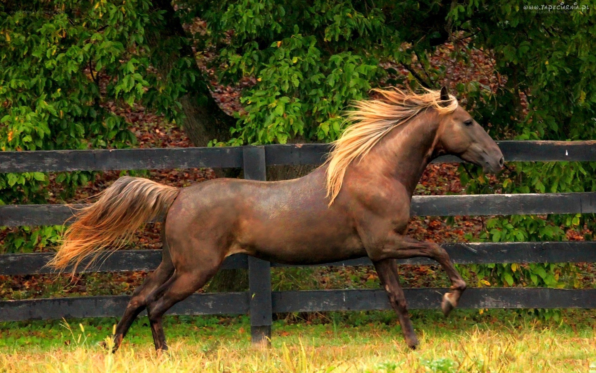 brown horse running in field