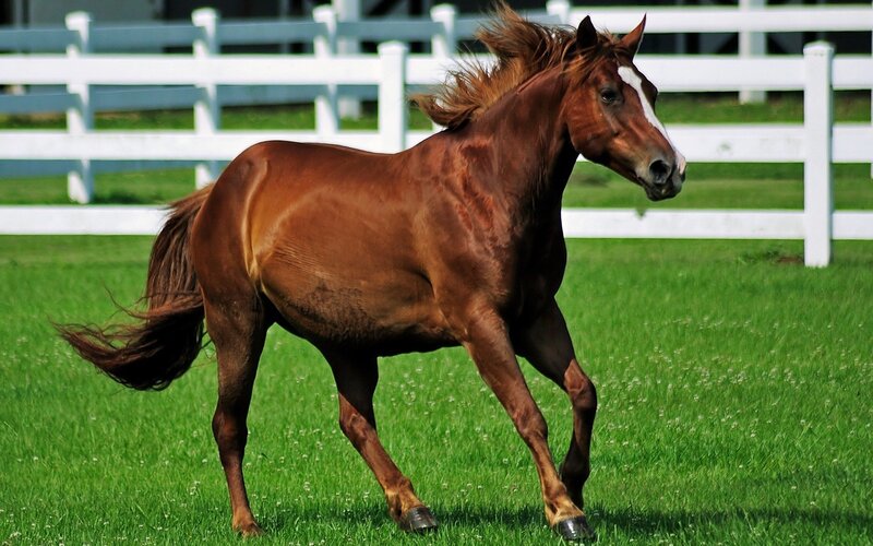 brown horse running in field