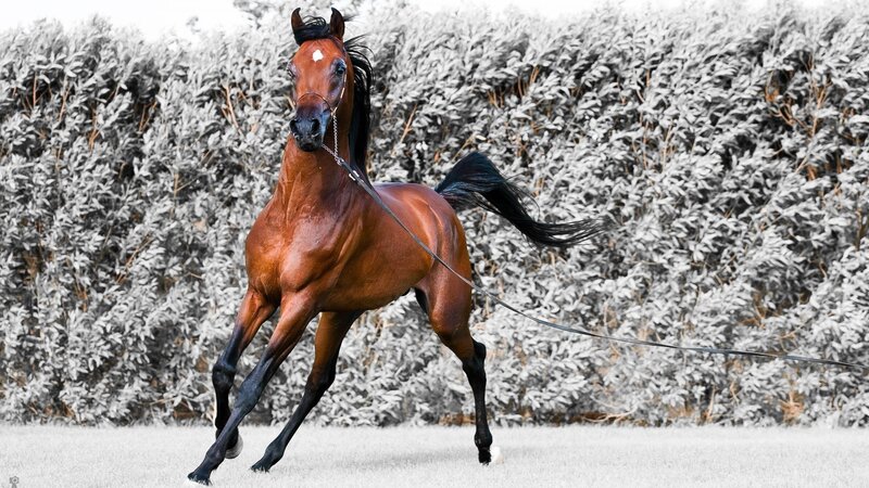 brown horse running in field