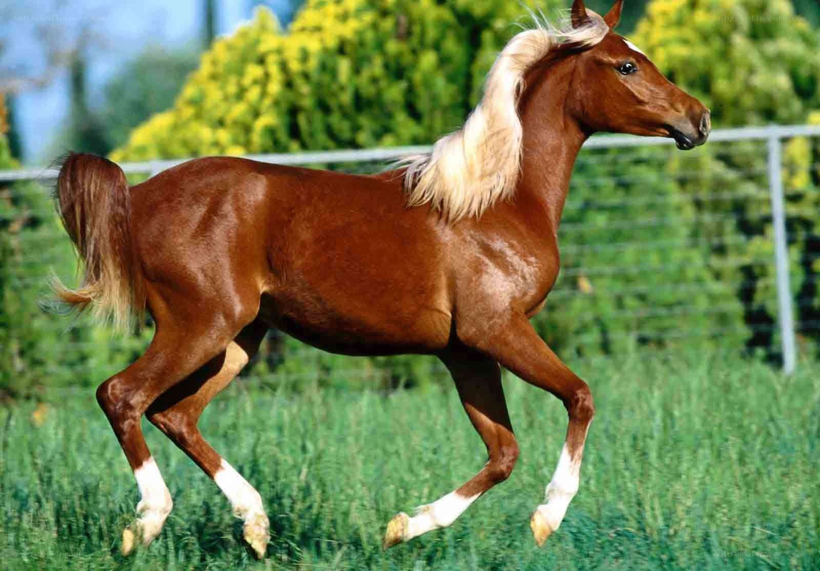 brown horse running in field