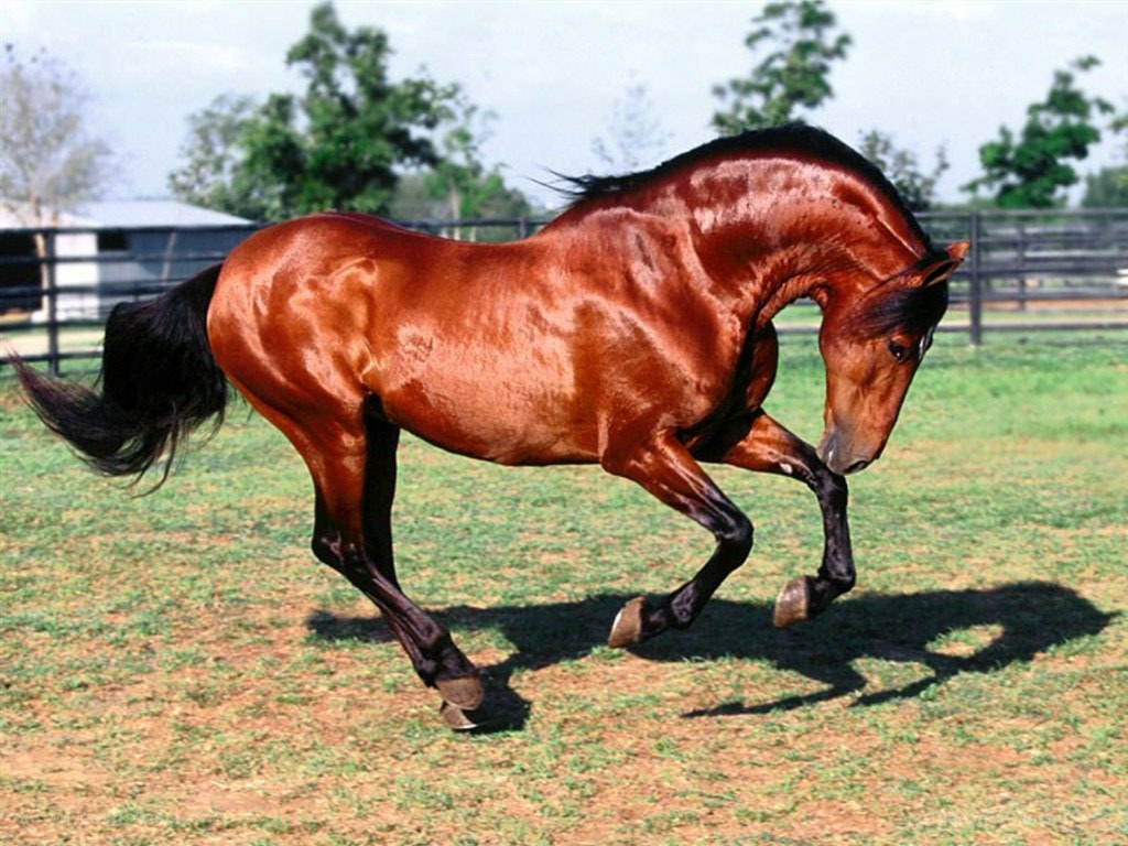 brown horse running in field