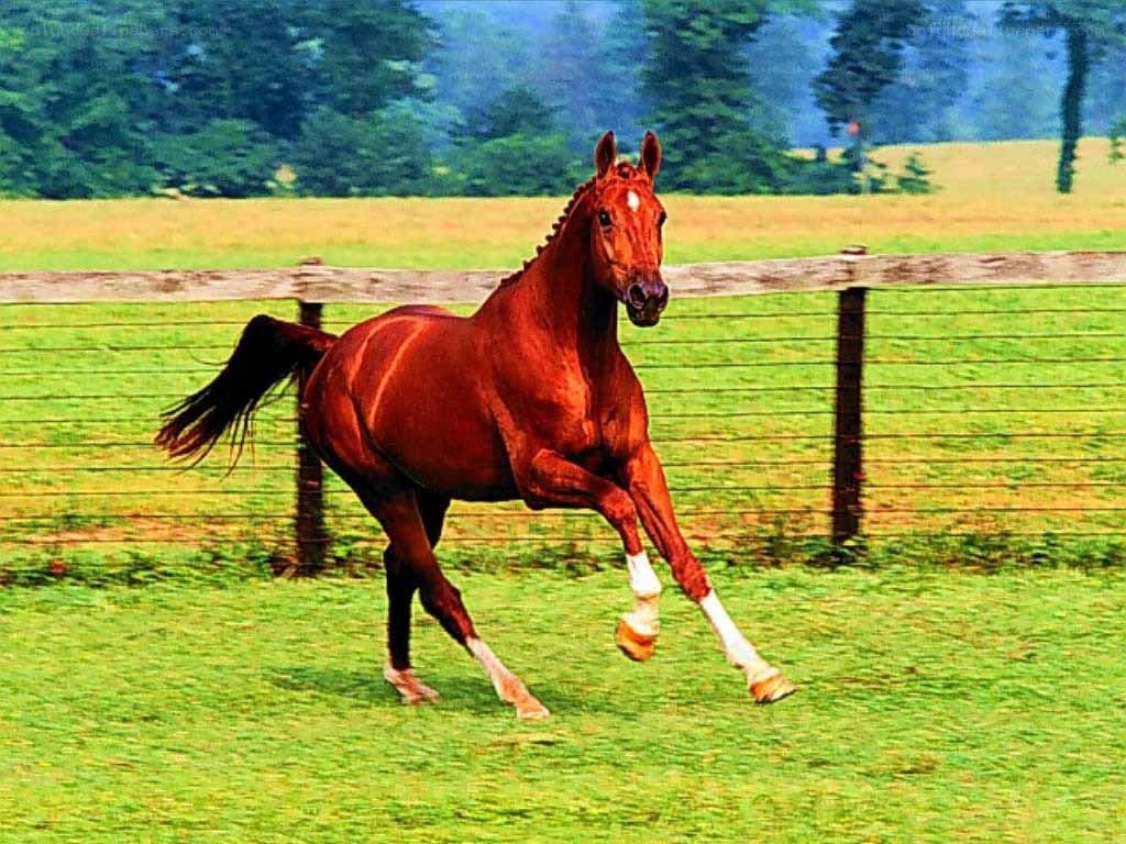 brown horse running in field