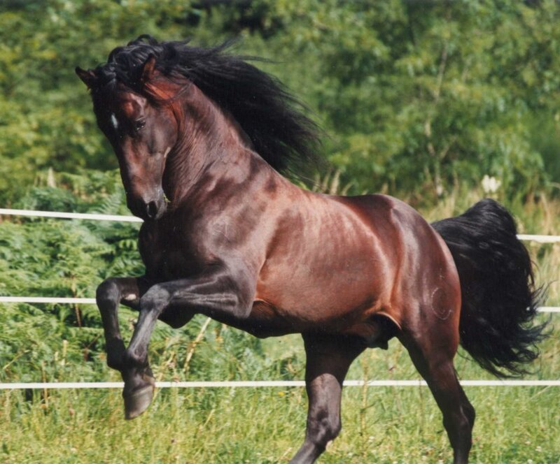 brown horse running in field