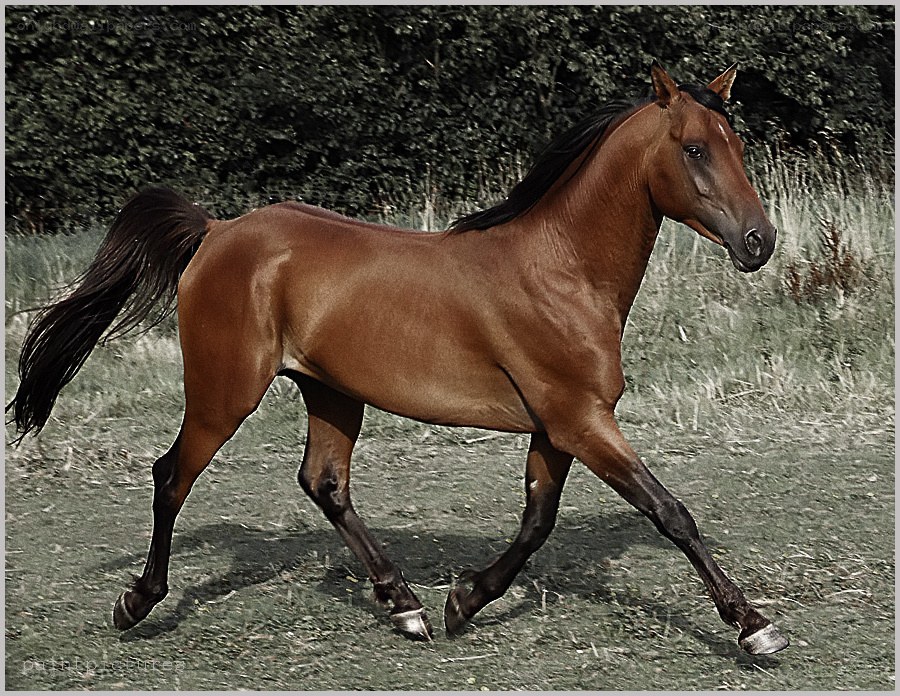 brown horse running in field