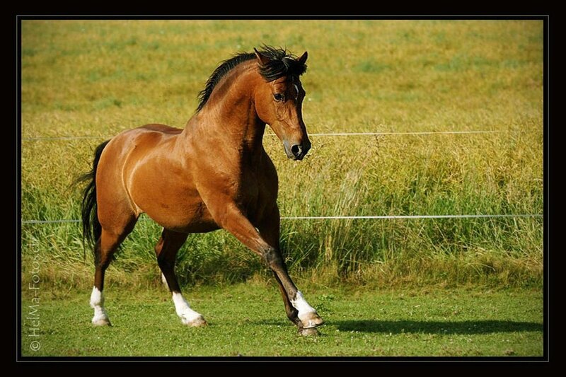 Brown horse running in field