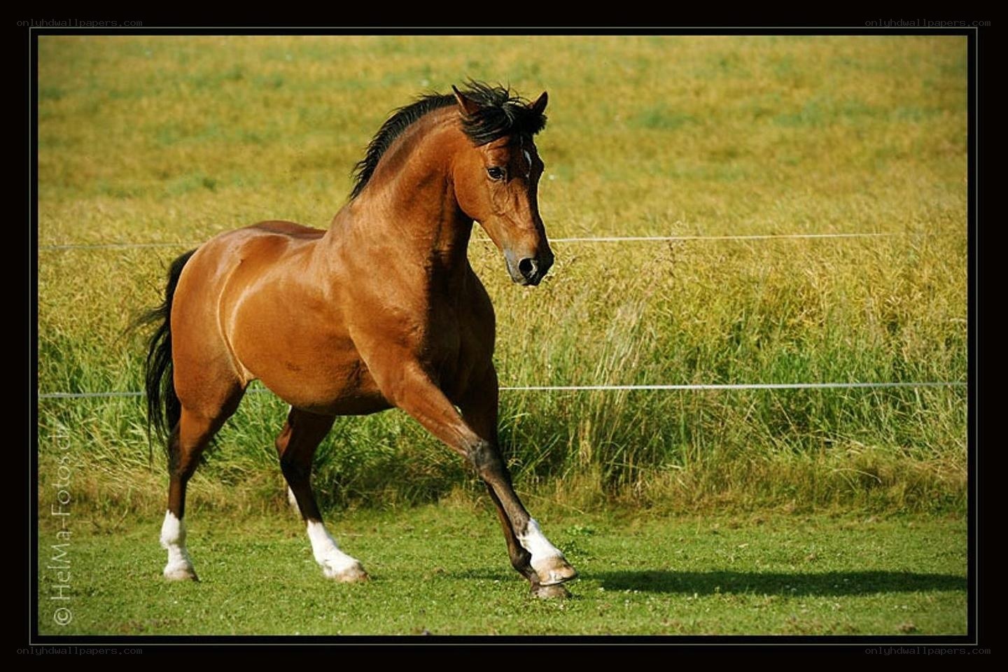 Brown horse running in field