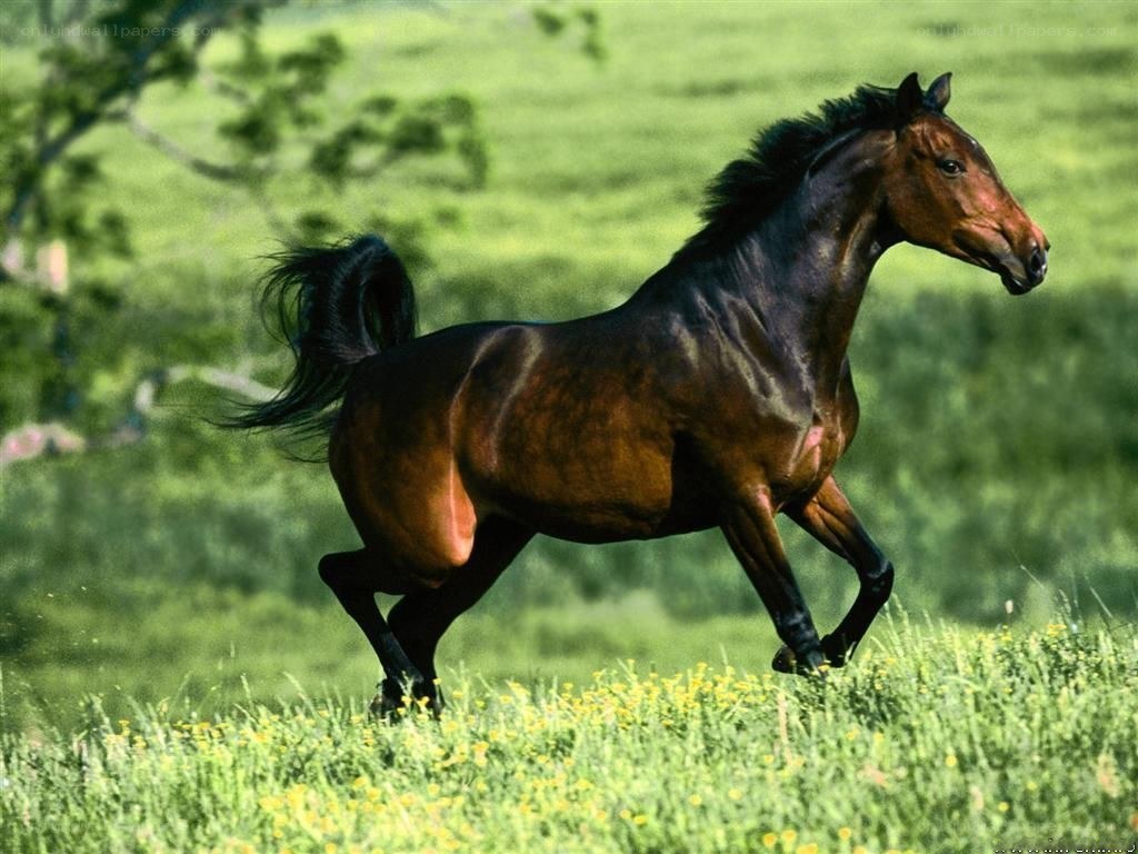 Brown horse running in field