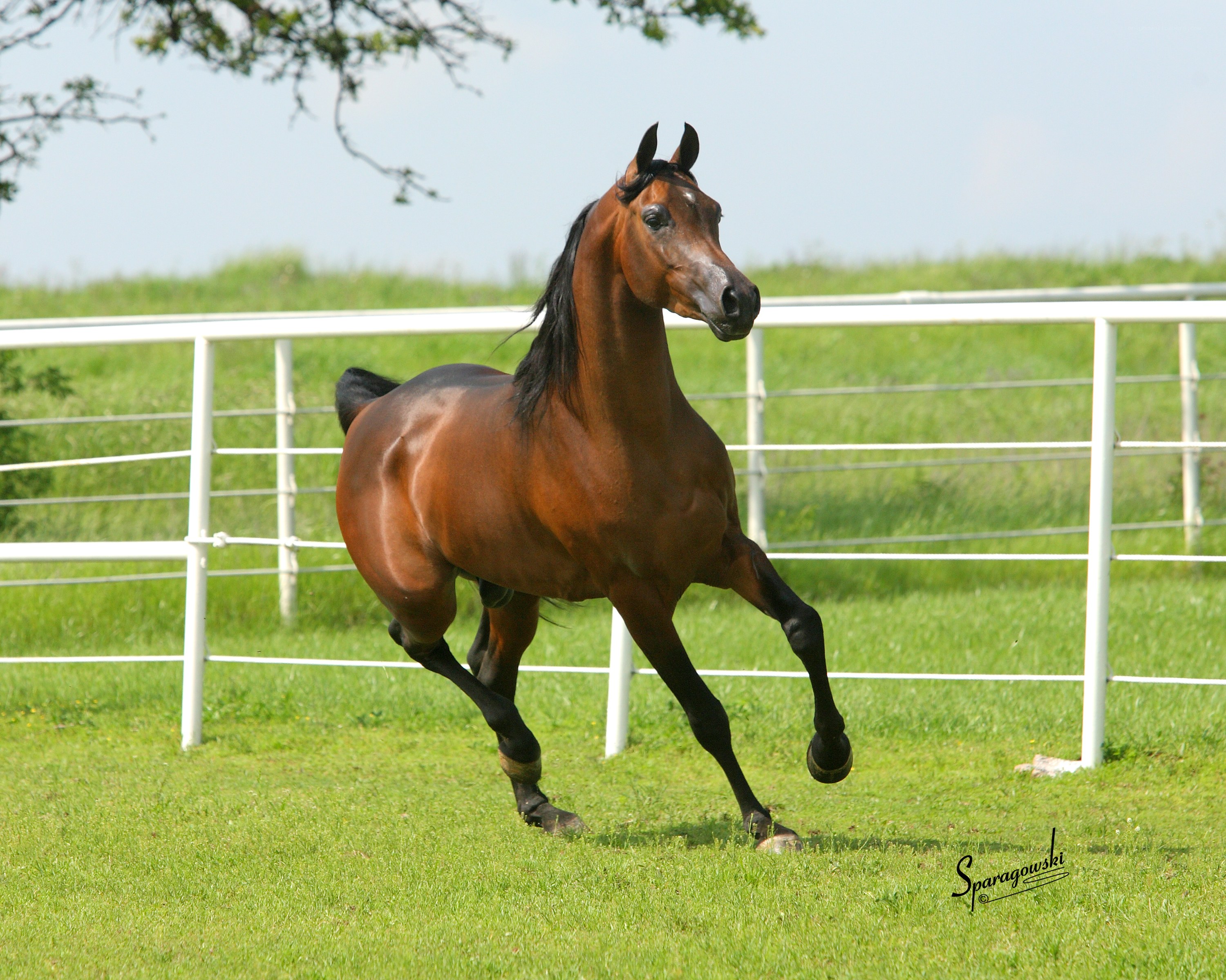 brown horse running in field