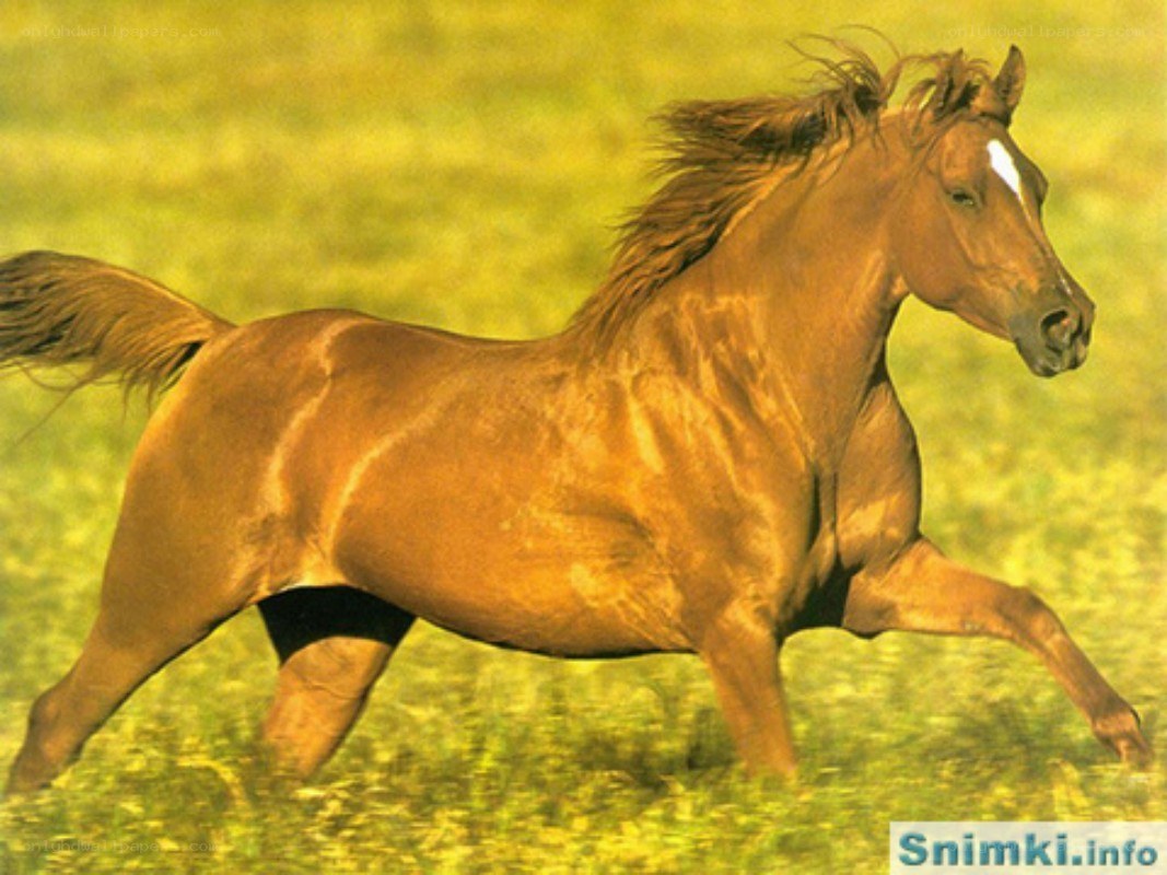 brown horse running in field