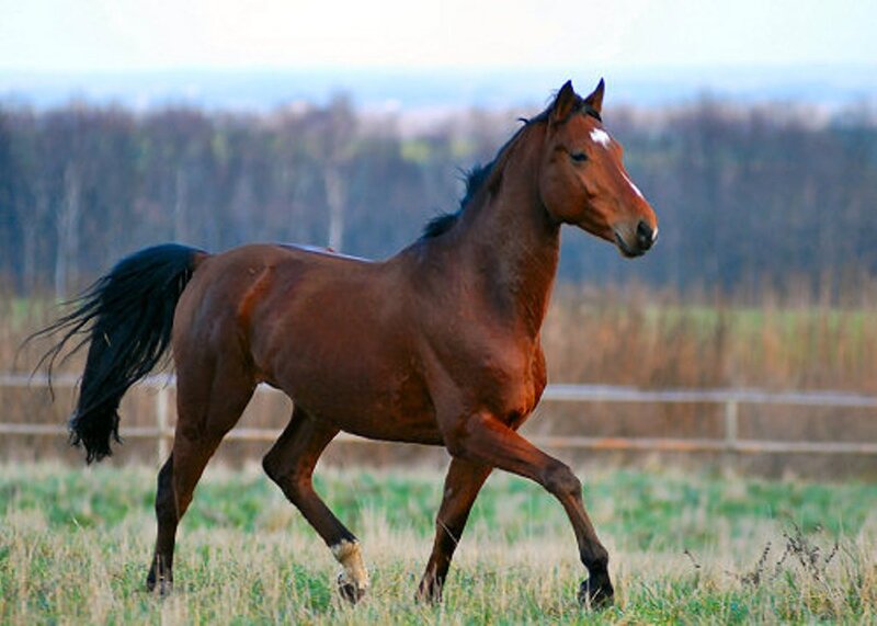 brown horse running in field