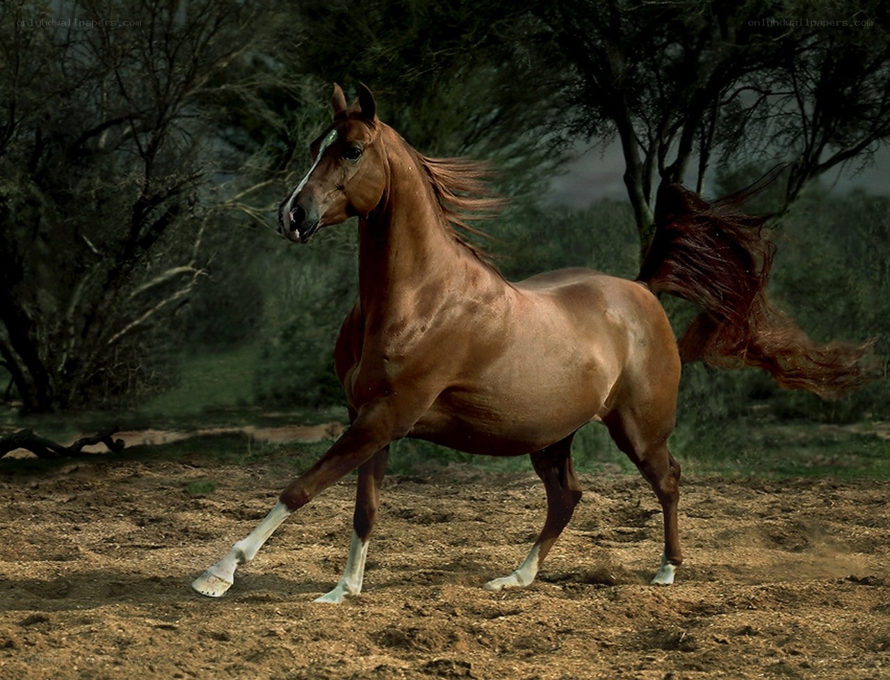 brown horse running in field