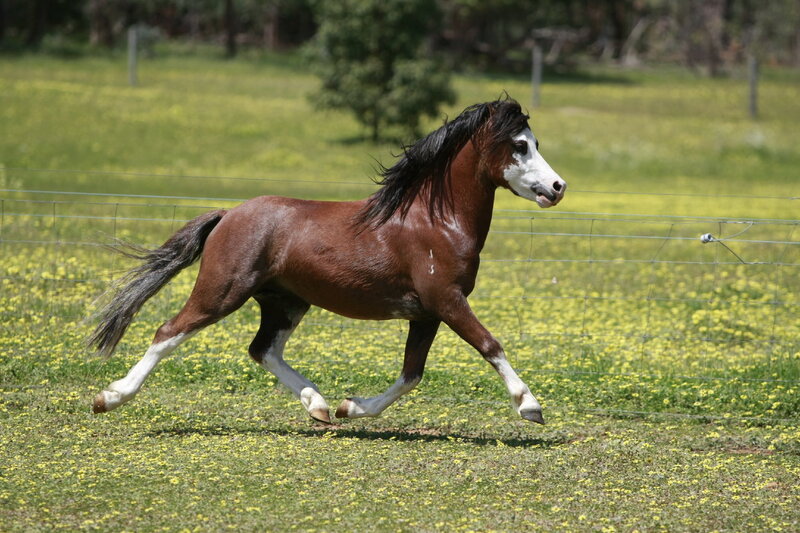 brown horse running in field
