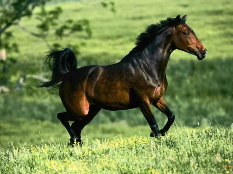 brown horse running in field