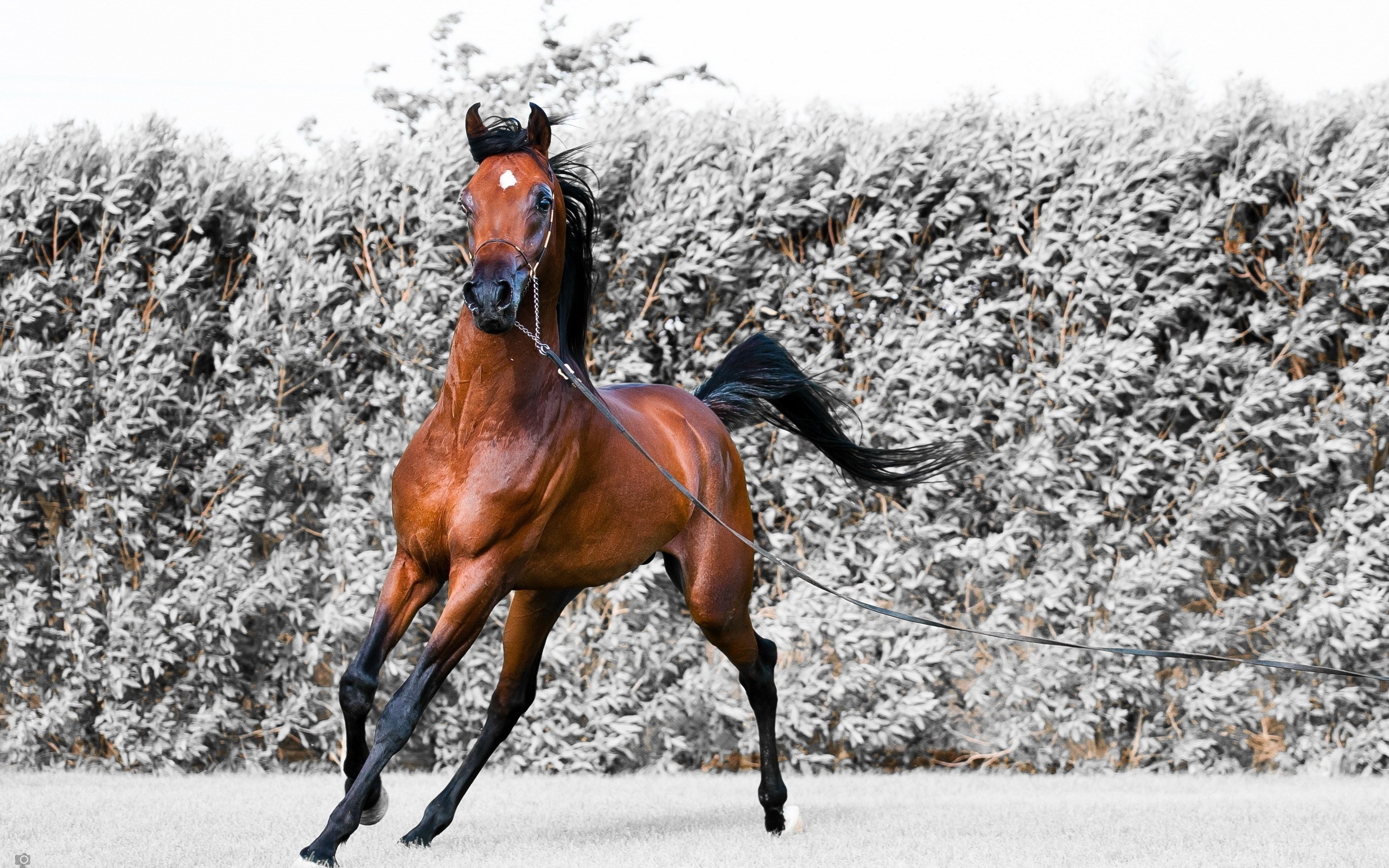 brown horse running in field