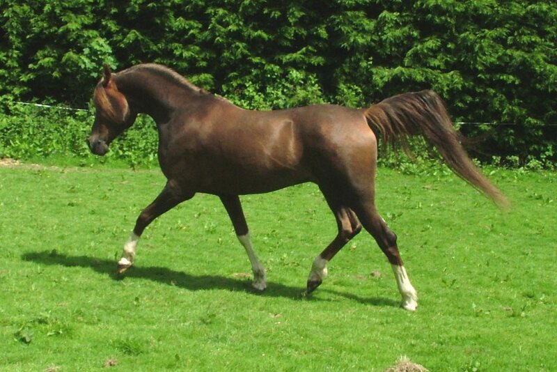 brown horse running in field