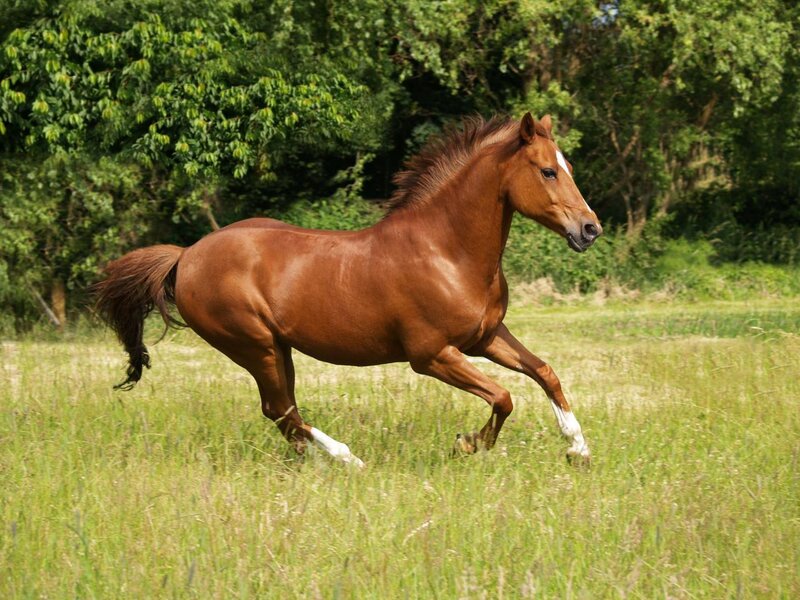 brown horse running in field