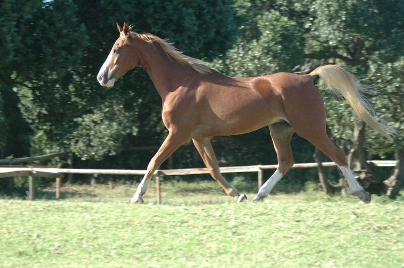 brown horse running in field