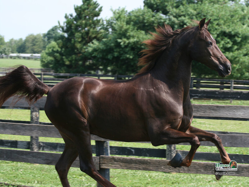 brown horse running in field
