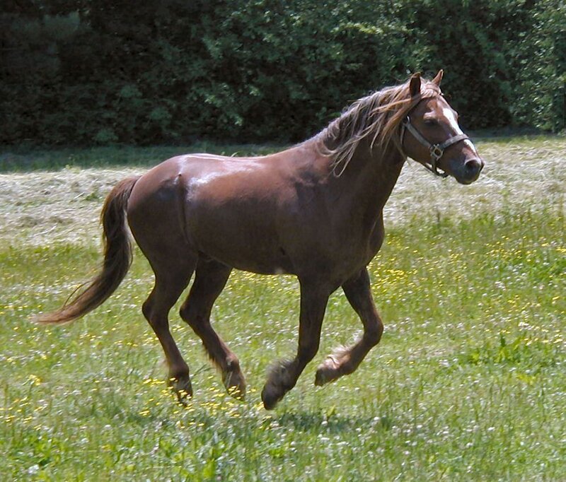 brown horse running in field