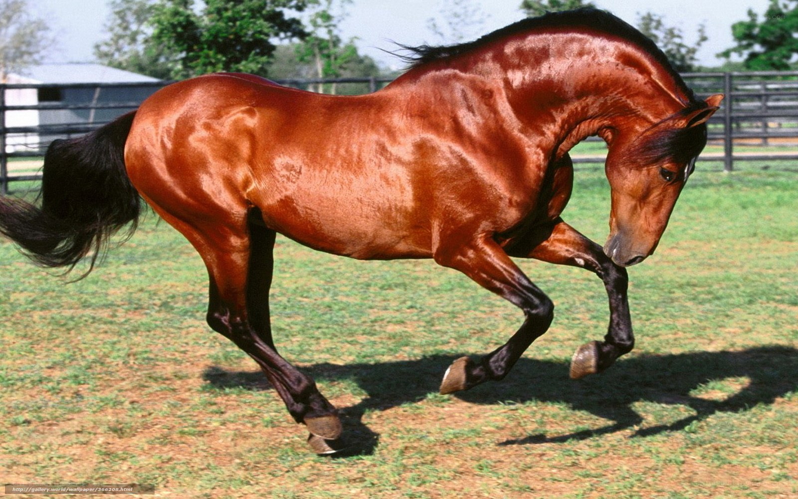 brown horse running in field