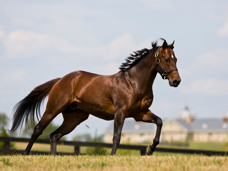 brown horse running in field