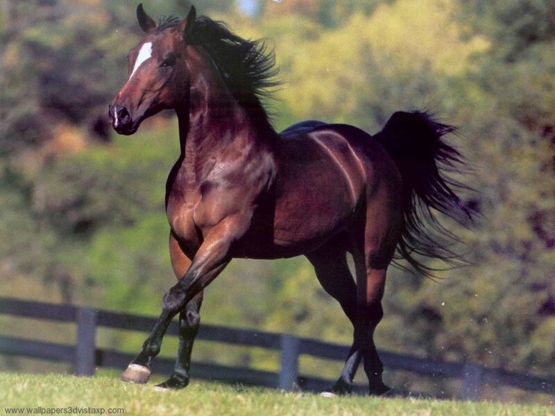 brown horse running in field