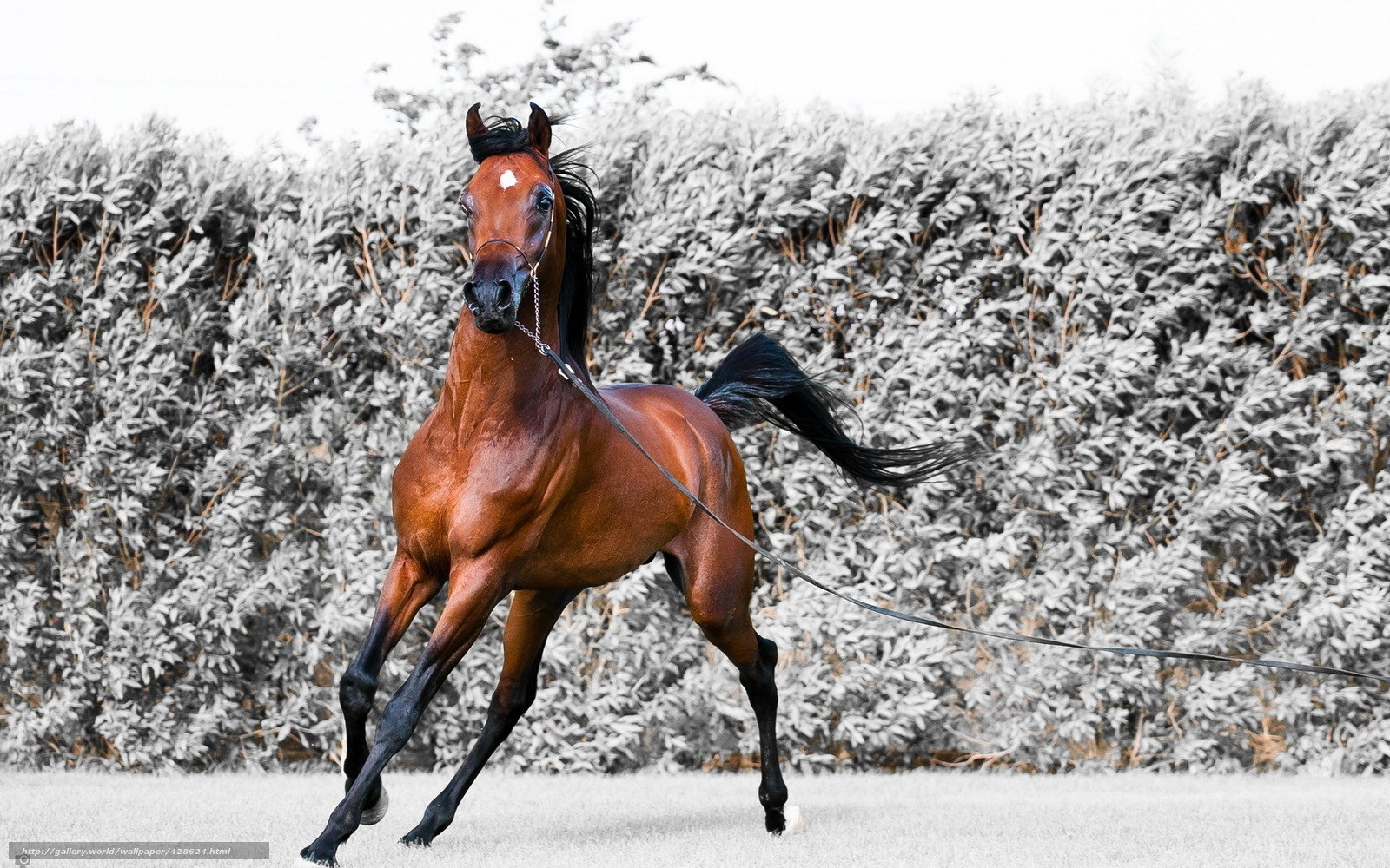 brown horse running in field