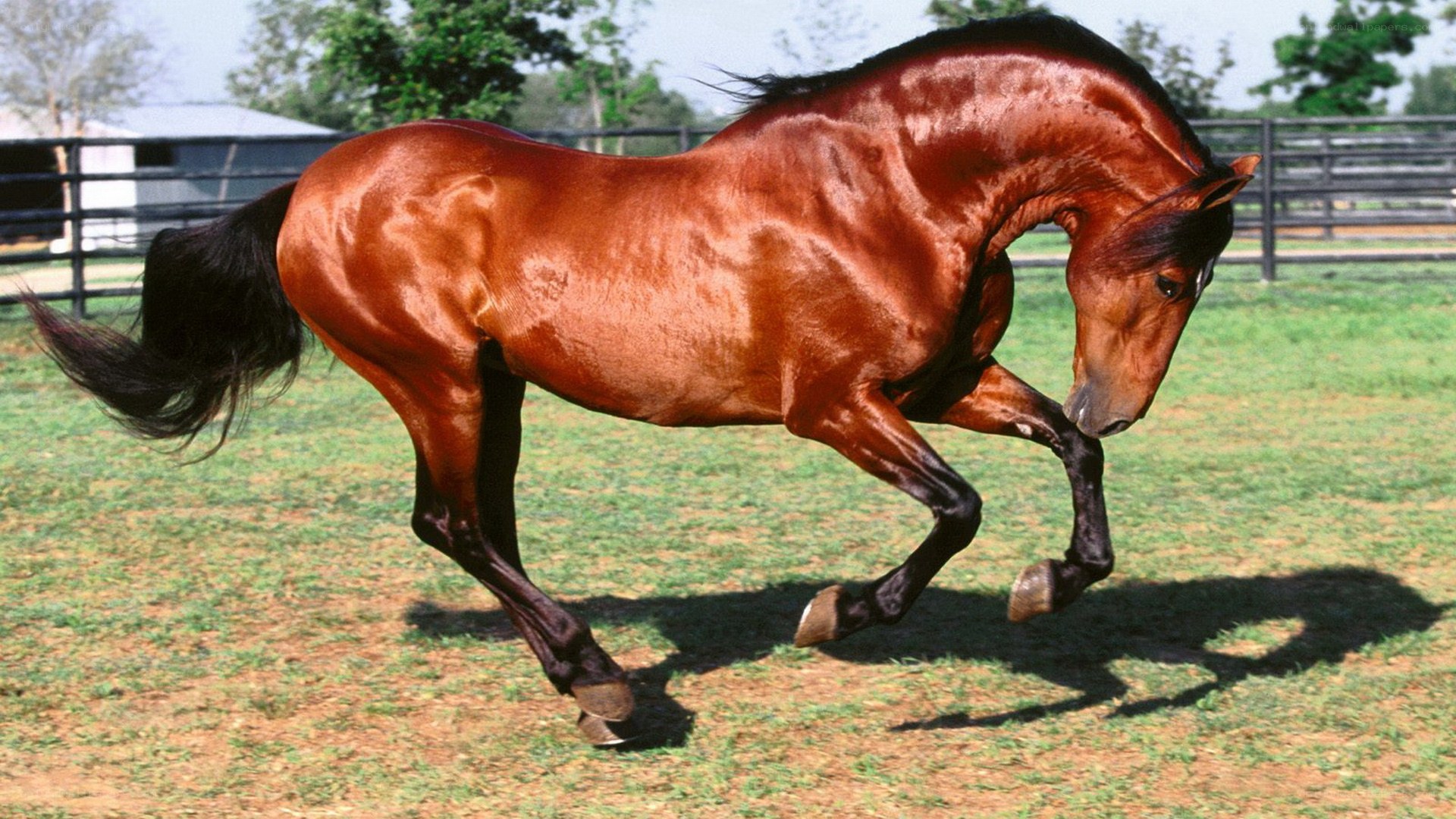 brown horse running in field