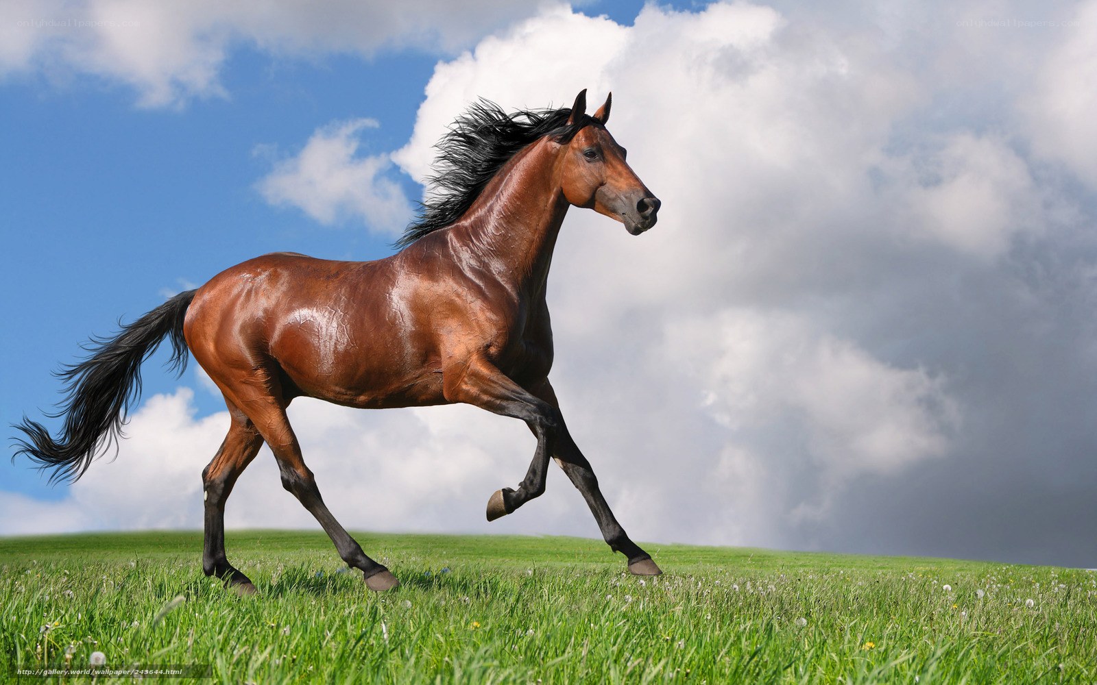 Brown horse running in field
