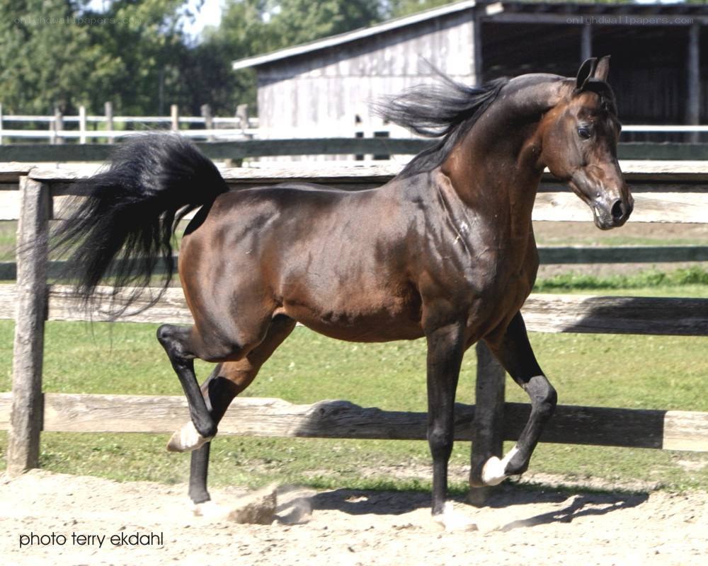 brown horse running in paddock