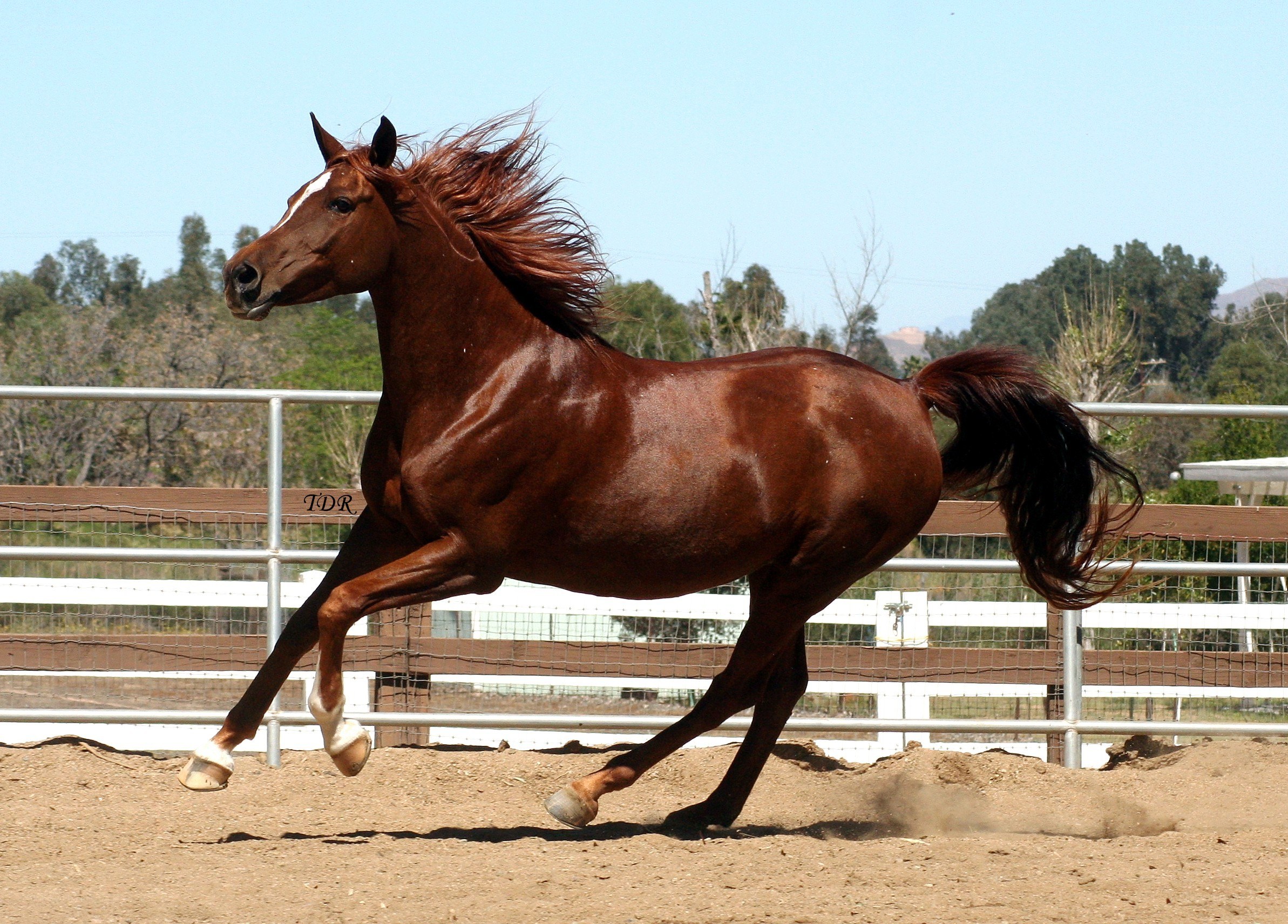 brown horse running in paddock