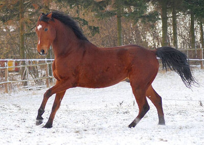 Brown horse running in snow