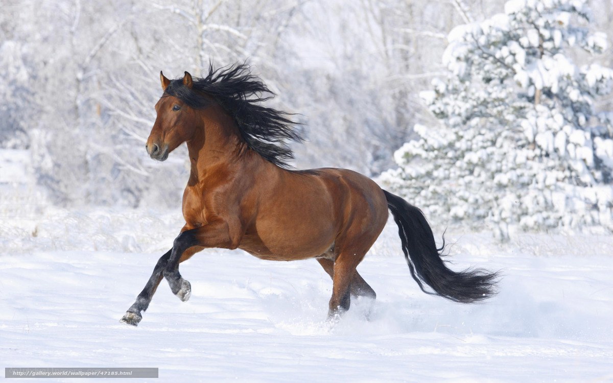 brown horse running in snow
