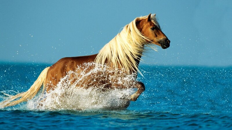 Brown Horse Running in Water — Blue, Dynamic, Afternoon, Photograph, Ocean